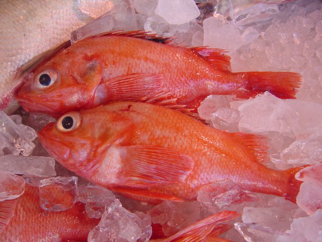 釣りきんき 相場 水産仕入れ 魚仕入れ ウオス