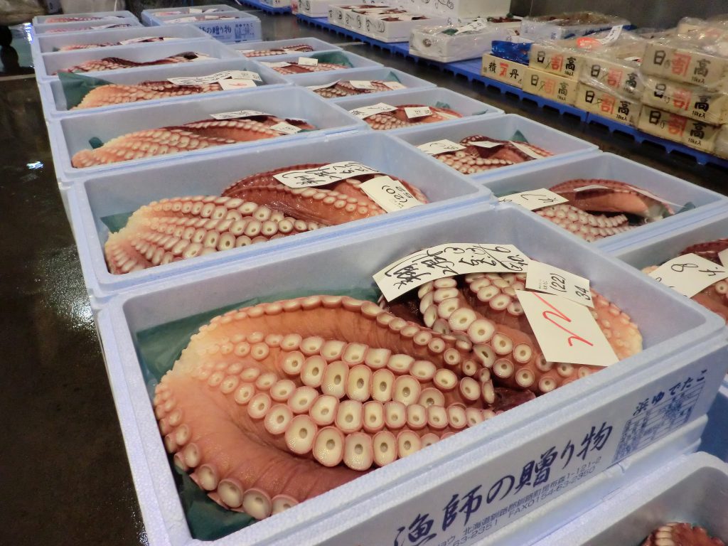 北海道のタコの種類 水産仕入れ 魚仕入れ ウオス